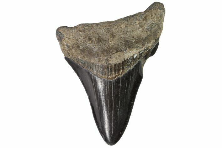Juvenile Megalodon Tooth - Georgia #90838